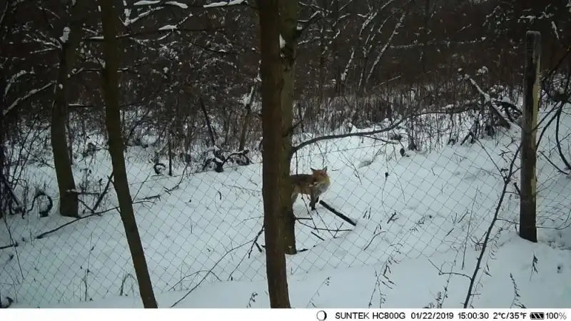 Caméra de chasse wifi