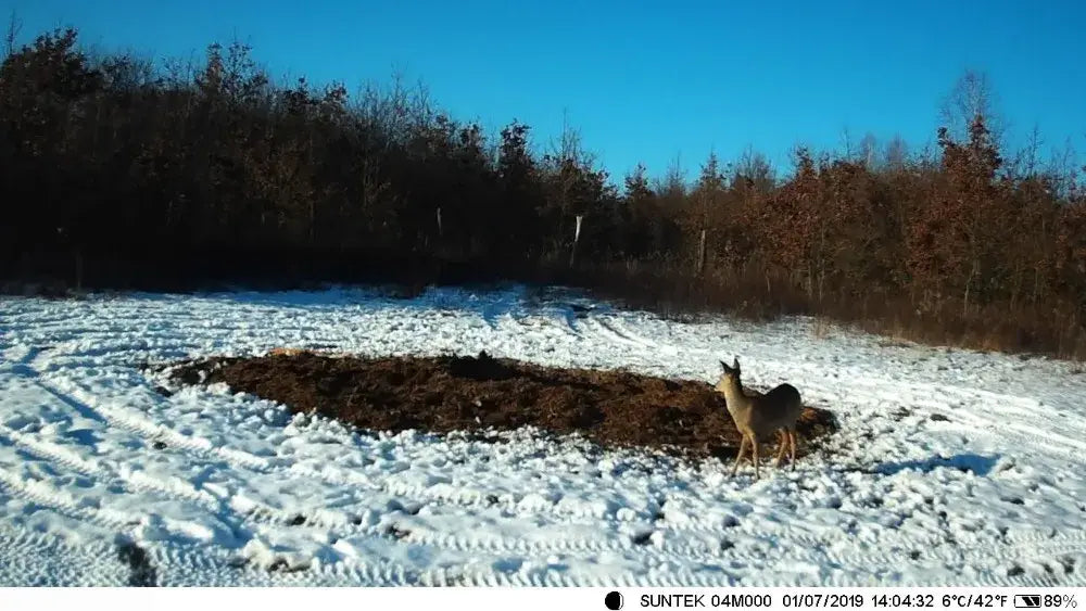 Caméra de chasse longue distance