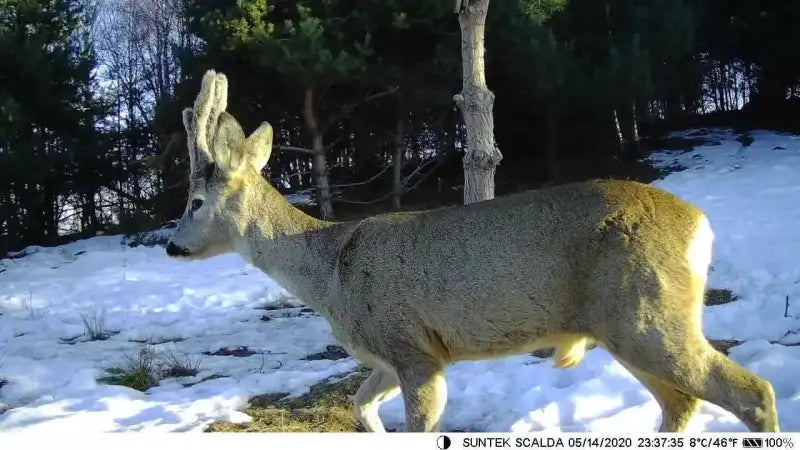 Caméra de chasse de surveillance