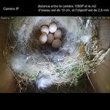 Mini camera pour nid d'oiseau - Le Cadre Magique-Location Photobooth et Vente de Matériel Photo